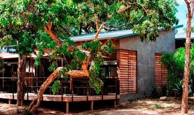 Wits Rural Tree